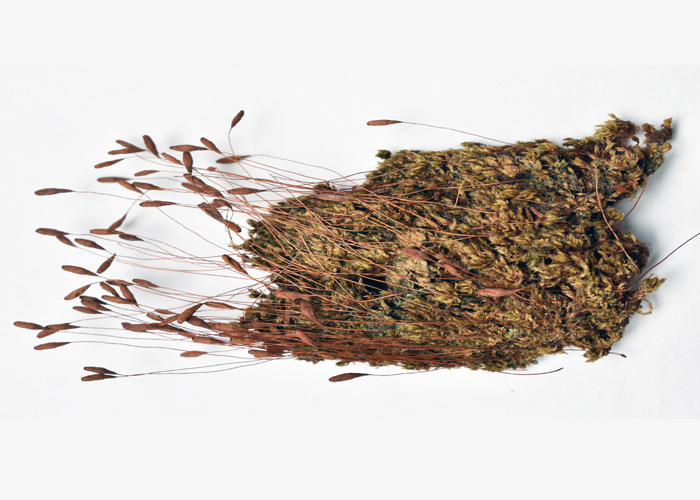 Brachymenium systylium
